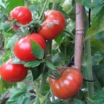 Tomaten