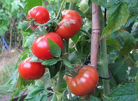 tomaten2