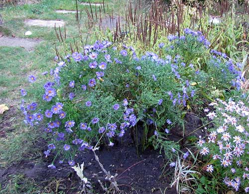 blaud Astern