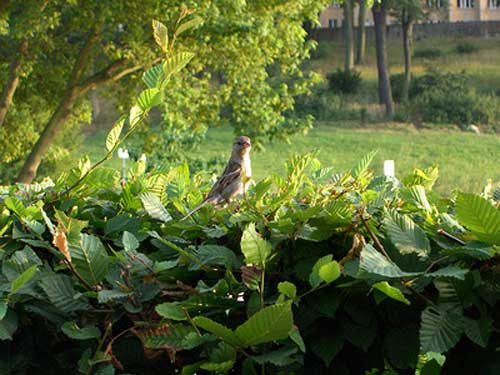 HEcke mit Spatz