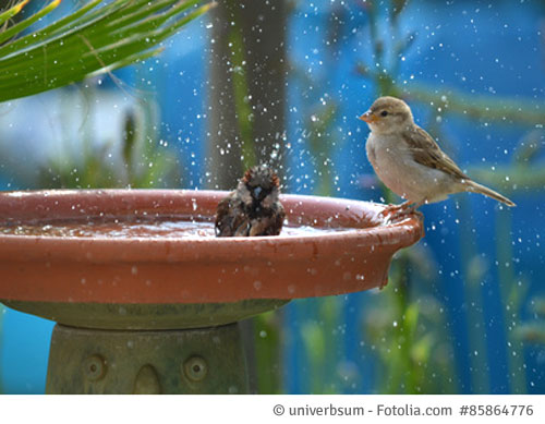 Untersetzer als Vogelbad