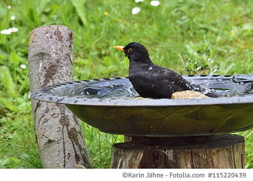 Vogelbad mit Amsel