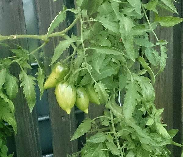 Unbekannte Tomate, grün