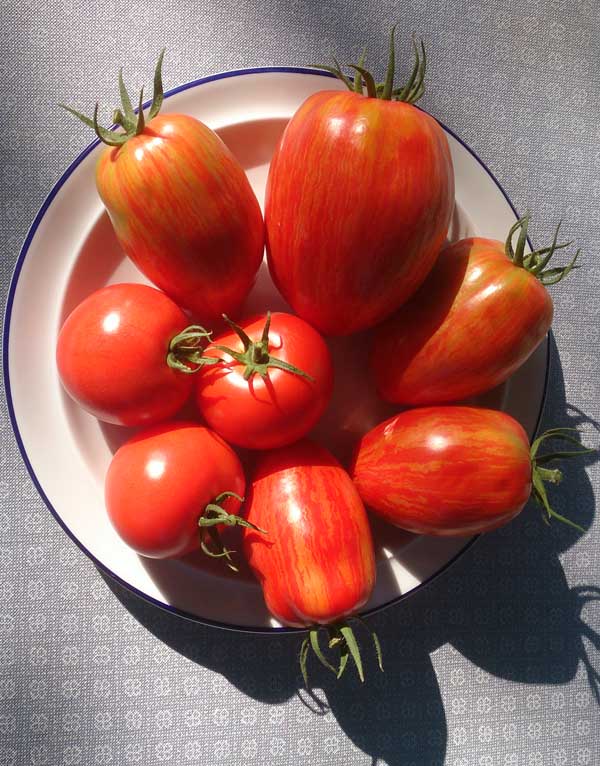 unbekannte Tomate