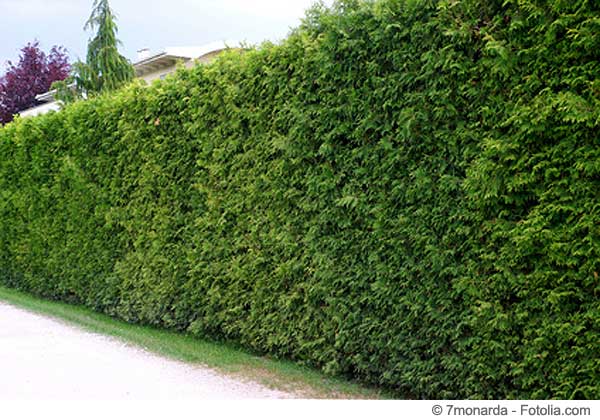 Thuja-Hecke