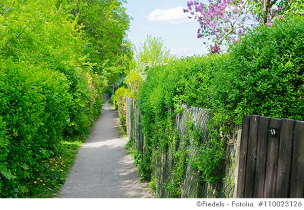 Die Hecke im Garten – ein Ratgeber › Seite