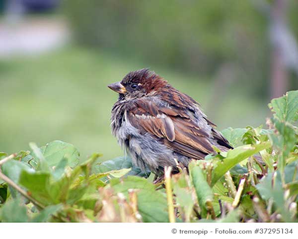 Spatz auf Hecke