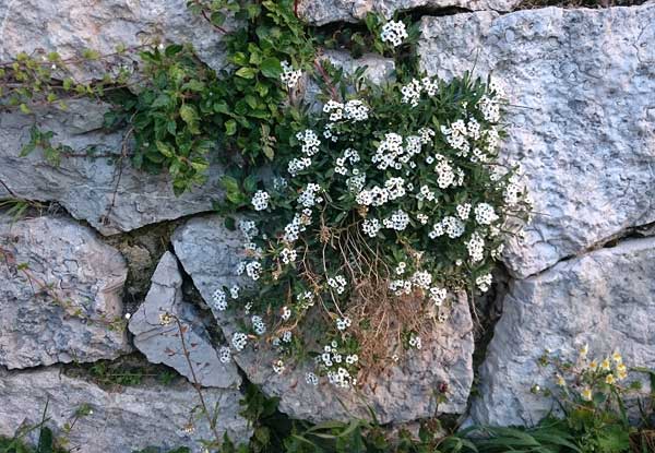 Mauerblümchen