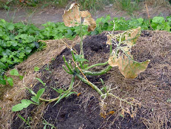 Schneckenfraß Zucchini