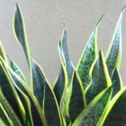 Sansevieria Laurentii - Bogenhanf