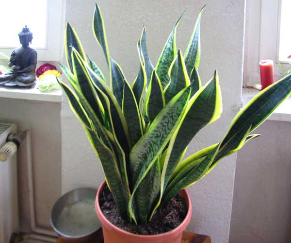 Bogenhanf Sansevieria Laurentii