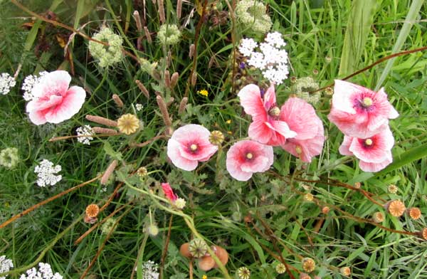 rosa Klatschmohn