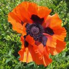 türkischer Mohn