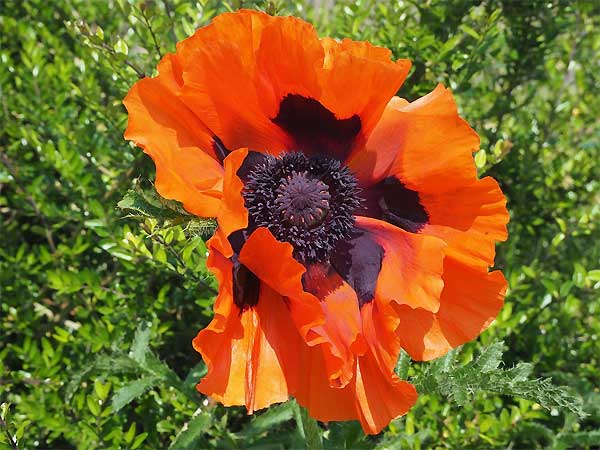 türkischer Mohn