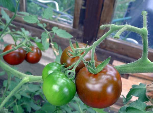 Gesucht: Mittelfrühe Fleischtomate, mittelgroß mit viel Geschmack › Das ...
