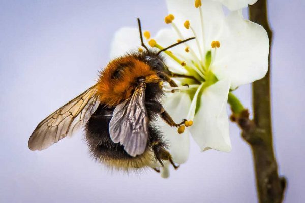 Hummel an Obstbaumblüte