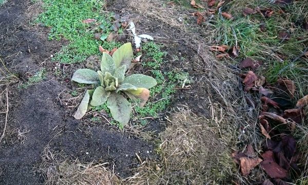 Königskerze Rosette im 1.Jahr