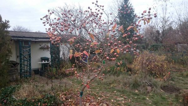 Mispelbaum im Winter