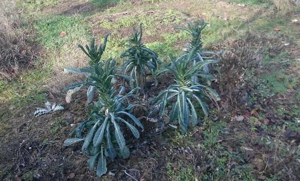 Palmkohl im Winter