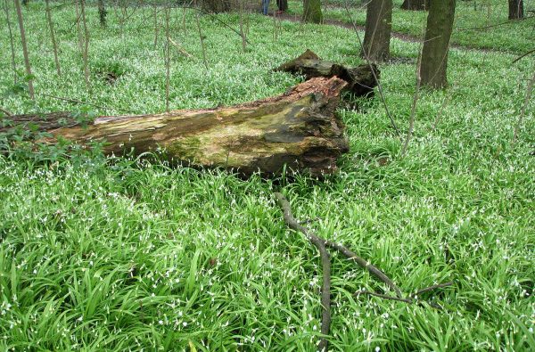 Wunderlauch im Plänterwald