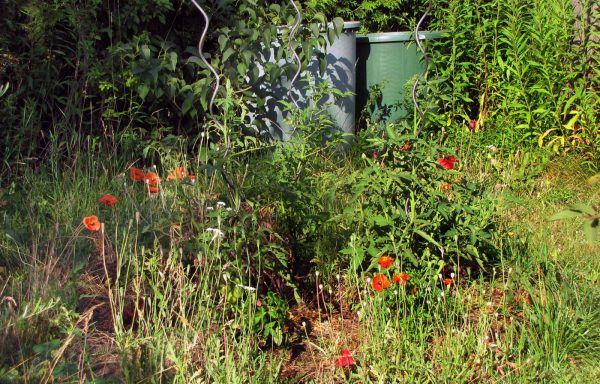 Klatschmohn im Tomatenbeet