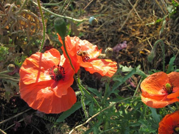 Klatschmohn