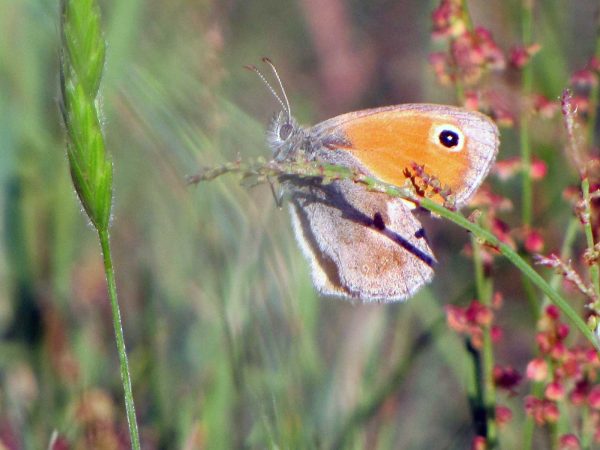 Schmetterlin Kleines Wiesenvögelchen