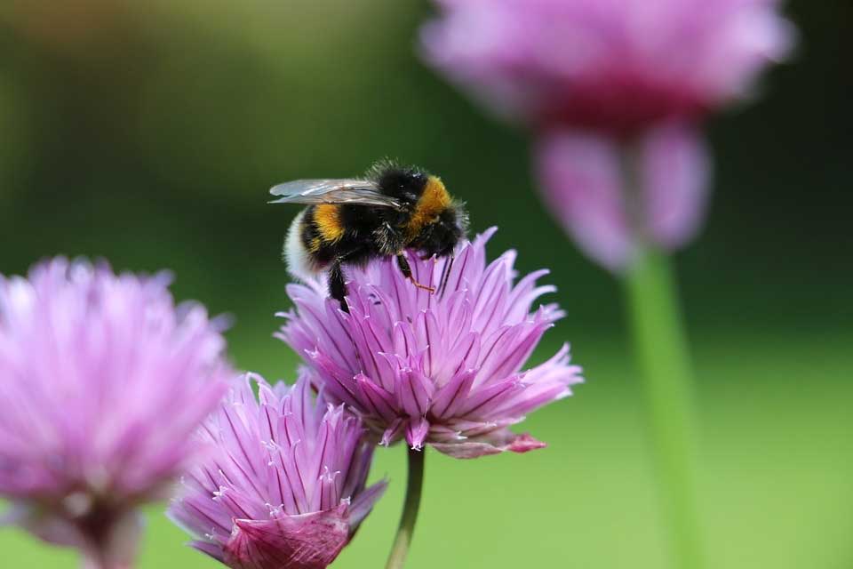 Hummel auf Schnittlauchblüte