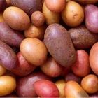 bunte Kartoffeln