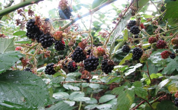 Brombeeren