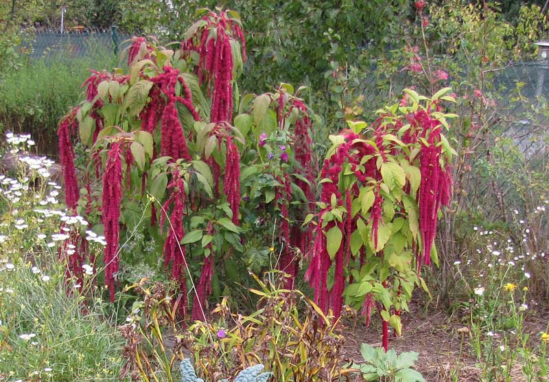 Gartenfuchsschwanz