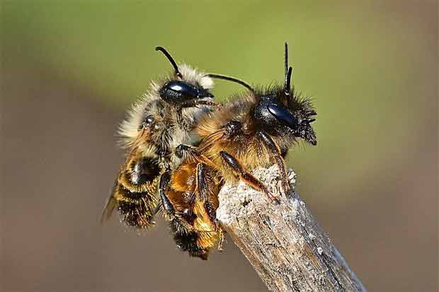 Paarung Wildbienen