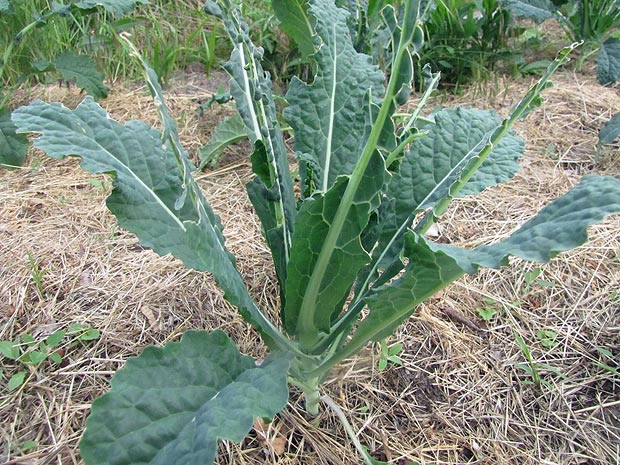 angefressener Palmkohl