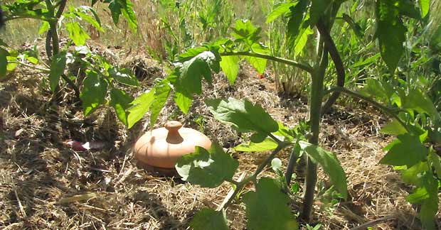 Olla im Tomatenbeet