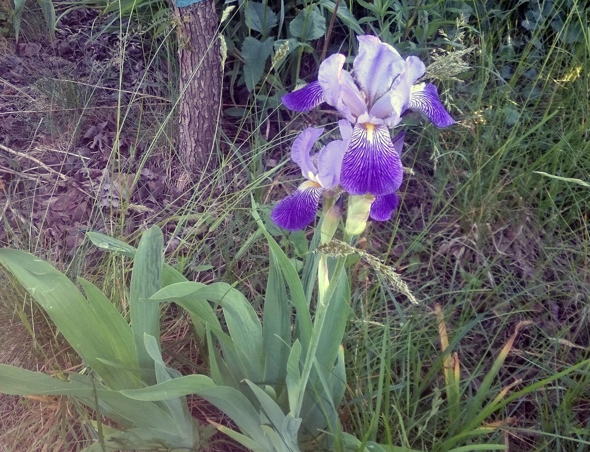 Schwertlilie, Iris