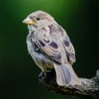 Spatz, Foto: Pexels/Pixabay