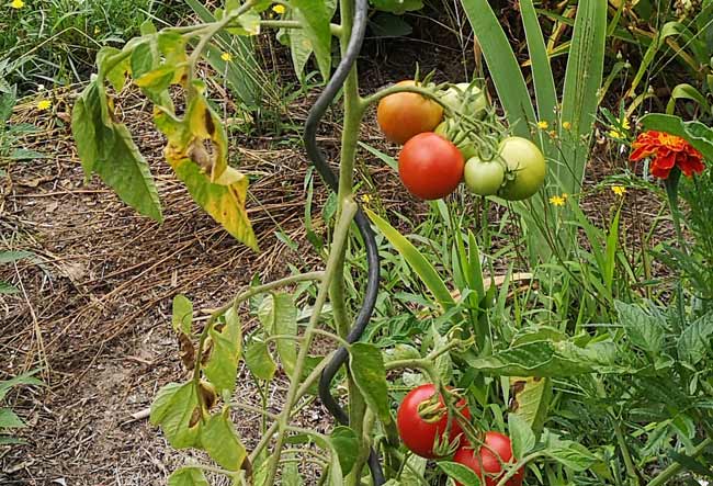 Braunfäule an Tomate