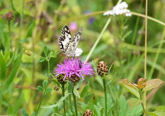 Schmetterling auf Blumenwiese