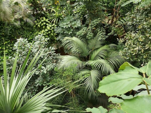Tropische Pflanzen 