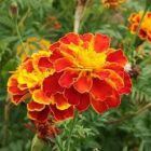 Tagetes