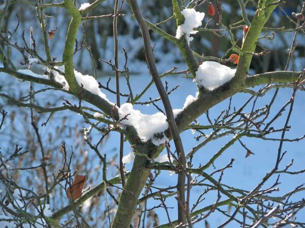 Geäast mit Schnee