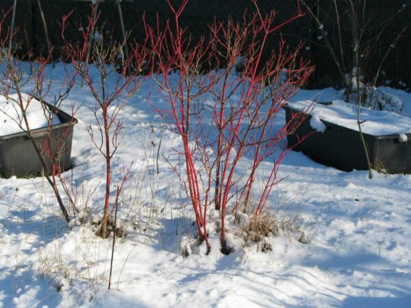 roter Hartriegel
