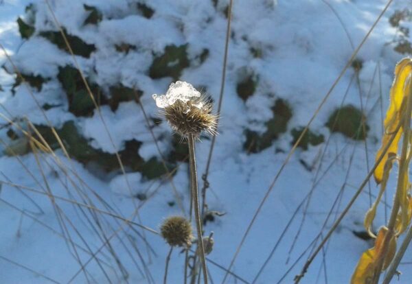 Samenstand mit Eishut