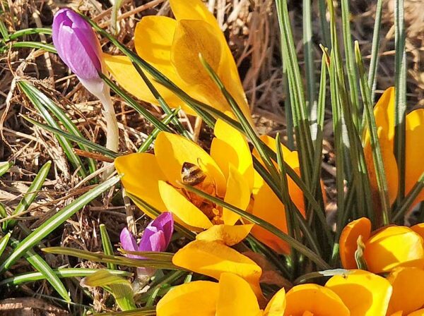 Krokus mit Biene