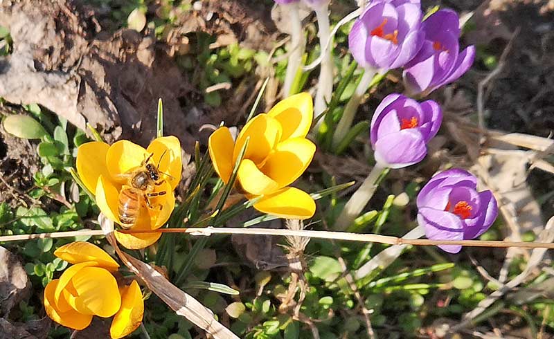 Biene im Krokus