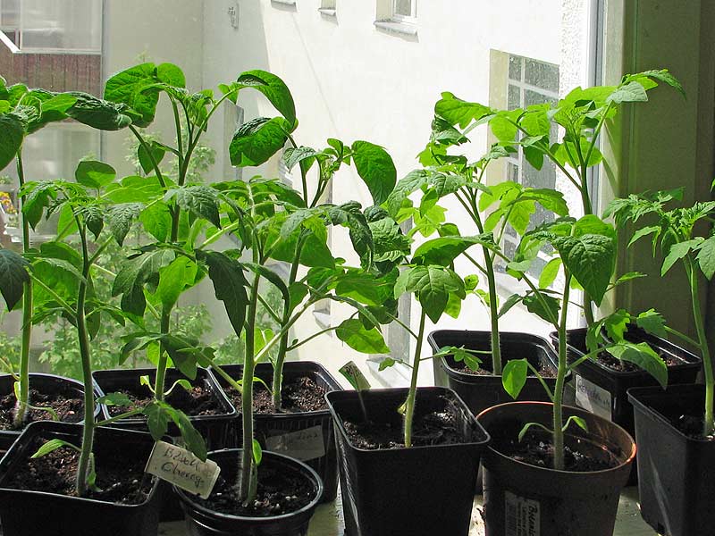 Vorgezogene Tomaten auf der Fensterbank