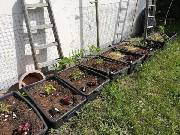 Bautuppen mit Tomaten und Salat