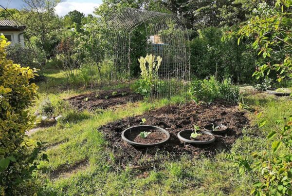 Zucchini im Mörtelkübel