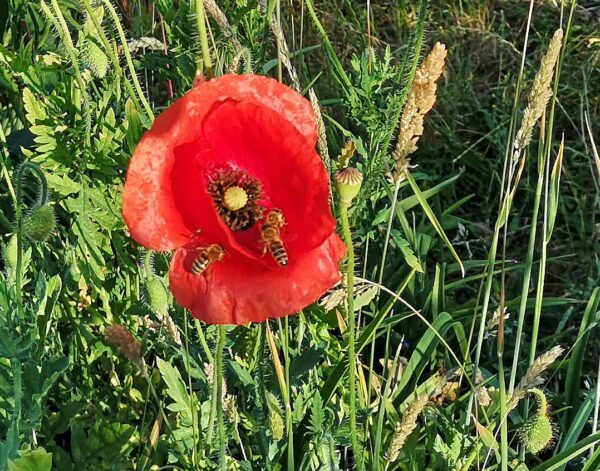 Mohnblüte mit 3 Bienen