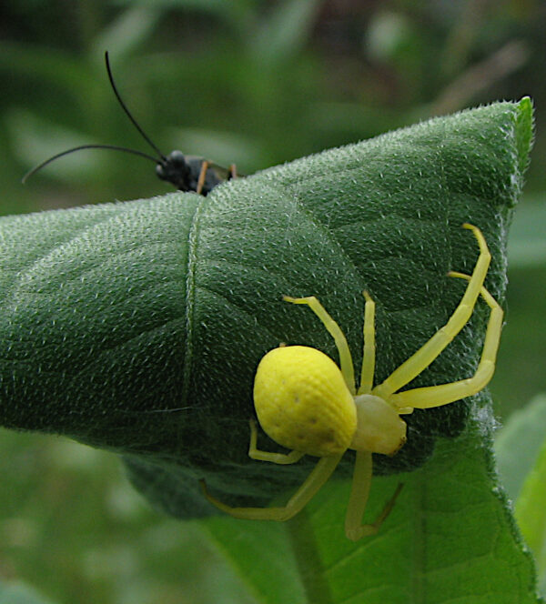 Krabbenspinne